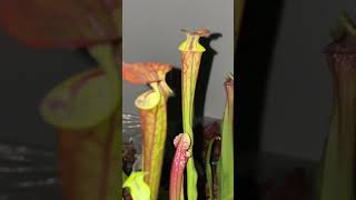 Sarracenia Flava varrubricorpora [upl. by Ibok506]