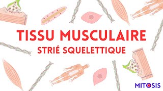 Tissu musculaire strié squelettique myocyte régénération musculaire [upl. by Gustavus805]