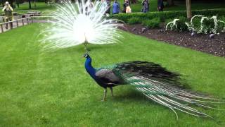 White Peacock vs normal peacock [upl. by Volnay891]