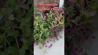 Gomphrena plant garden gardening tulsi comedy love shayari funny garden [upl. by Arihas]