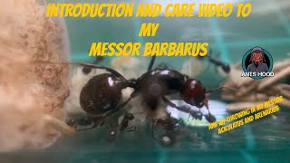 introductioncare video to my Messor Barbarus [upl. by Gypsy]