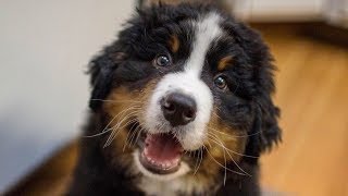 Funny Bernese Mountain Dog Puppy Compilation [upl. by Casady]