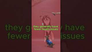 🌟 Chihuahua The Tiny Dog with a Long Lifespan 🐕 5 of Top LongLiving Breeds shortvideo Ishort [upl. by Norak]