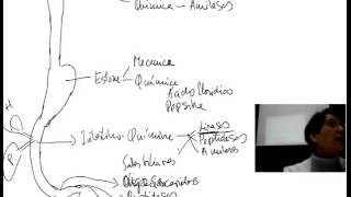 Fisiología del aparato digestivo Introducción 1 [upl. by Kwon]