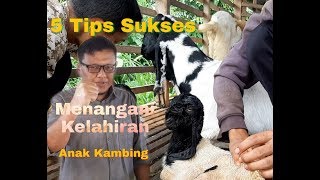 5 TIPS SUKSES MENANGANI KELAHIRAN ANAK KAMBING CEMPE [upl. by Dorrej]