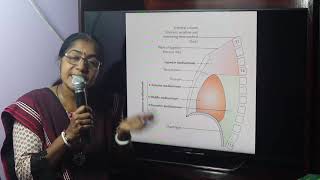 Lecture On Mediastinum [upl. by Artema]