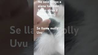 Mi otra compañia animales gatos [upl. by Aruol]