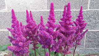 Astilbe A Beautiful LongLasting Shade Garden Plant [upl. by Llieno145]