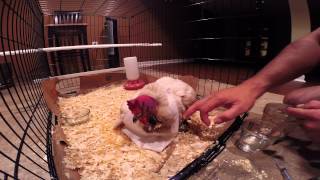 Hand Nursing and Feeding a Sick and Injured Chicken Suffering from a Fly Strike [upl. by Justina]