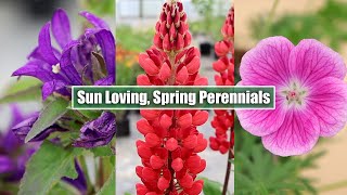 May Blossoms Meet 8 Stunning SunLoving Perennials in Full Bloom [upl. by Noonberg]