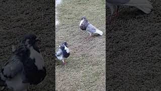 Cropper top 10 pigeons in the world 🌎  lovely pigeons Status danyorepigeonsloftdpl fancypigeon [upl. by Akamahs]