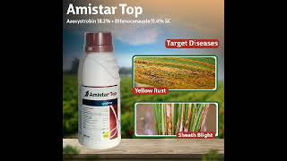 Amistar Top fungicide Syngenta ka amistar top farming shorts sigenta amistartop [upl. by Imik338]