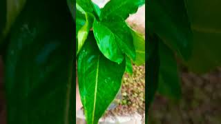 Cuttings💚 naturesounds plantcuttingsviralshortspresentplantgrowth lovemyplantscutting [upl. by Nairdna]