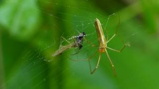 Long Jawed Orb Weaver Spider Catches a Tiny Fly [upl. by Ymaral468]