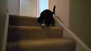 Puppy Learns to Walk Down Stairs  1360311 [upl. by Akoek96]