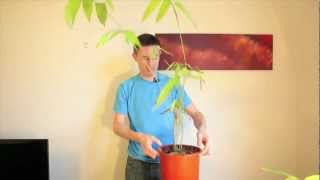 How to germinate and grow giant bamboo from seed [upl. by Doehne]