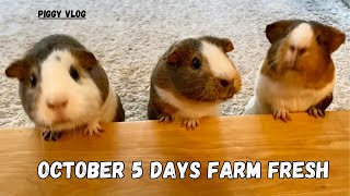 Piggy Vlog October Farm Fresh for Piggies 20241013 EP161 [upl. by Varion683]