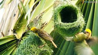 Babui Pakhir Basha  Baya weaver making nest  Weaver bird nest [upl. by Drannel]