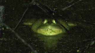 Bullfrogs Croaking [upl. by Ilehs]