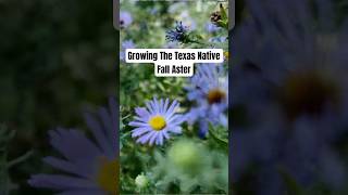 Grow Texas Native Fall Aster for a STUNNING Fall Display gardening texasnativeplants [upl. by Sterne]