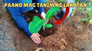 PAANO MAG TANIM NG LAKATAN LAKATAN FIELD PLANTING COMPLETE GUIDE [upl. by Lissi]