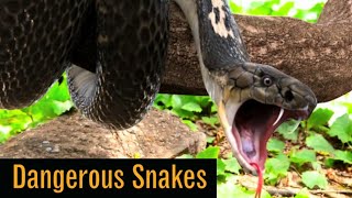 Dangerous Snake in the world  Australia Dangerous snake  documentary 4k [upl. by Krystal]