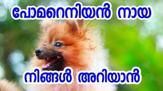 Pomeranian dog breed information ECO OWN MEDIA Malayalam 2018 [upl. by Retsub]