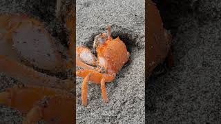 CANGREJO NARANJA🦀de las costas del mar de camanáperu 🇵🇪orange crab [upl. by Kane96]