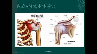 【1】肌肉失衡的模式分析（一） [upl. by Aneeram]