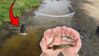 I Netted THOUSANDS of Stranded Fish From This Evaporating PUDDLE [upl. by Ranee]