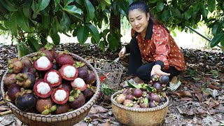 quot Mangosteen fruit quot Harvest mangosteen from grandmother backyard for cooking  Country chefs [upl. by Ilegna]