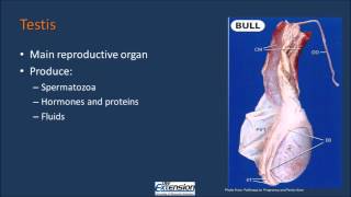 Bull Reproductive Anatomy [upl. by Eyeleen]