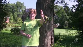 How to identify honey locust Gleditsia triacanthos [upl. by Sidoney]