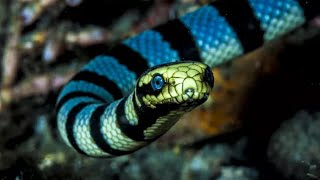 Belchers sea snake  one of the most venomous sea snakes in the world [upl. by Guerra]