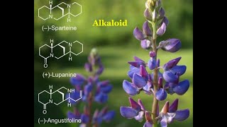 Alkaloids  Chemical compounds [upl. by Lilian]