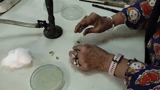 CULTIVATION OF XANTHOMONAS DEMO PRACTICAL SEMESTER 4 MICROBIOLOGY [upl. by Animsay]