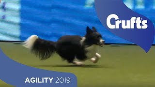 Agility Championship Round 2 – Agility  Medium  Crufts 2019 [upl. by Dronski]