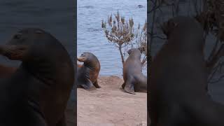 What is the difference between seals and sea lions seals sealions shorts short [upl. by Goraud]