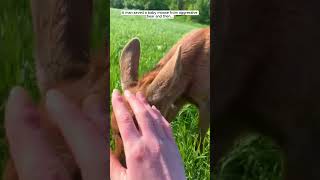 A man saved a baby moose from aggressive bear moose short [upl. by Assyn505]