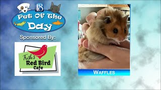 Pet of the Day for January 29 Waffles [upl. by Rubi]