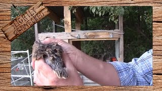 Why Quail Stop Laying Eggs The SR Quail Update 10316 [upl. by Nadnarb]