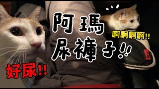 【黃阿瑪的後宮生活】阿瑪尿褲子！啊啊啊啊！ [upl. by Cimah]