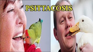 Psittacosis  including symptoms treatment and prevention [upl. by Harol]