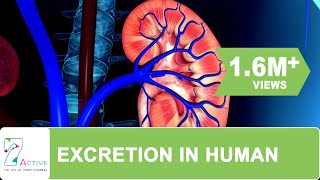 Excretion in human [upl. by Aihsa]