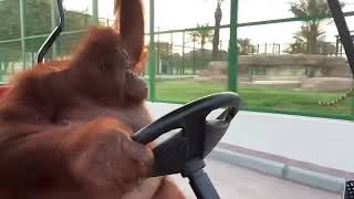 Orangutan golf cart they see me rolling [upl. by Marven234]