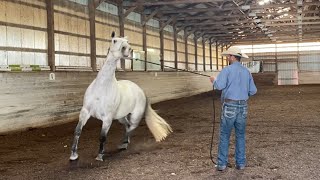 Troubled Horse needs help Accepting the Saddle Pad [upl. by Arocal]