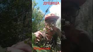 Души́ца лат Oríganum nature forest flowers herbs ayurveda plants health [upl. by Aryc850]