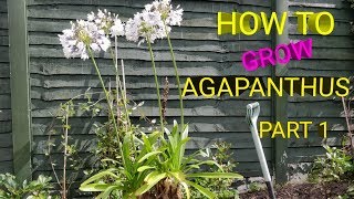 HOW TO GROW AGAPANTHUS FROM SEED PART I [upl. by Teragram]