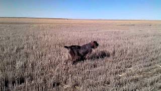 Spinone Italiano hunting pheasants [upl. by Lewap]