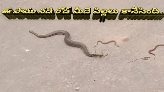 Snake gives birth to babies instead of eggs Instead of laying eggsthis snake gives birth to young [upl. by Gorrono]